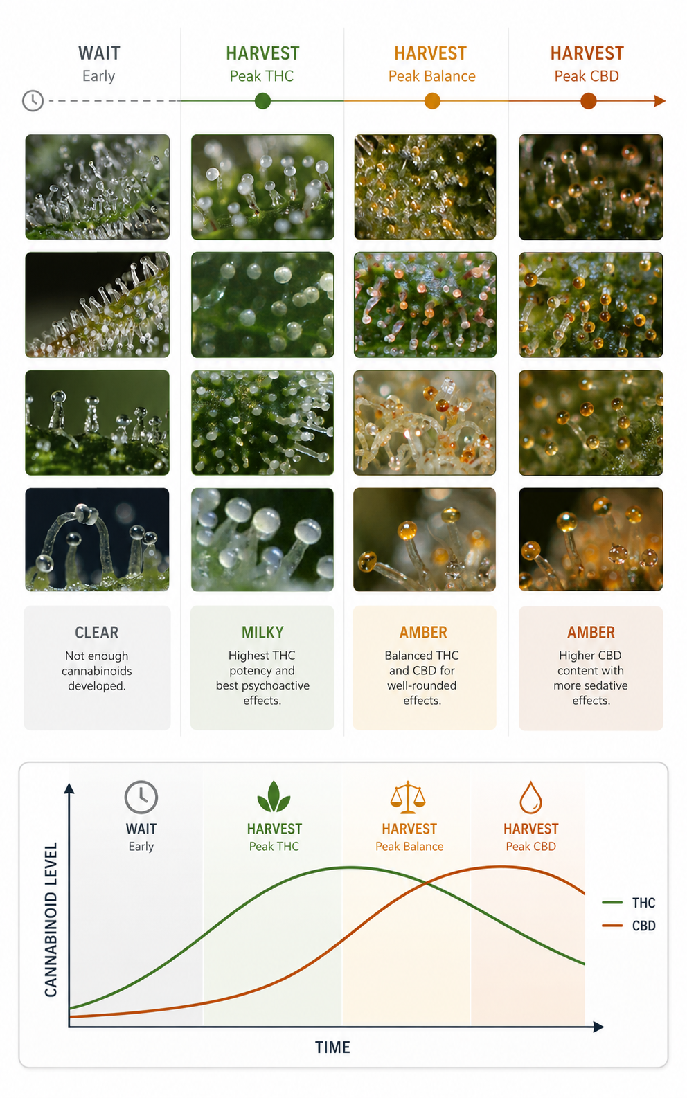 Should I Harvest Trichomes Ready Images