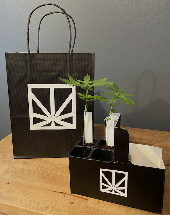 Introduction to Cannabis Clones