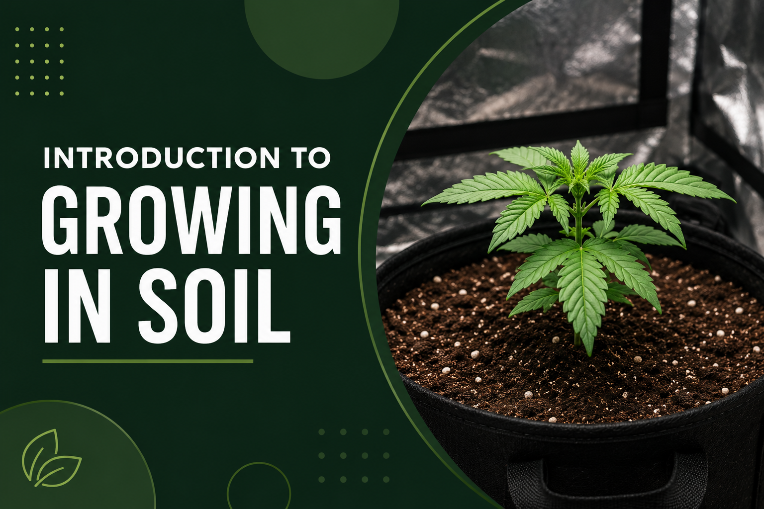 Introduction to Growing Cannabis in Soil course thumbnail
