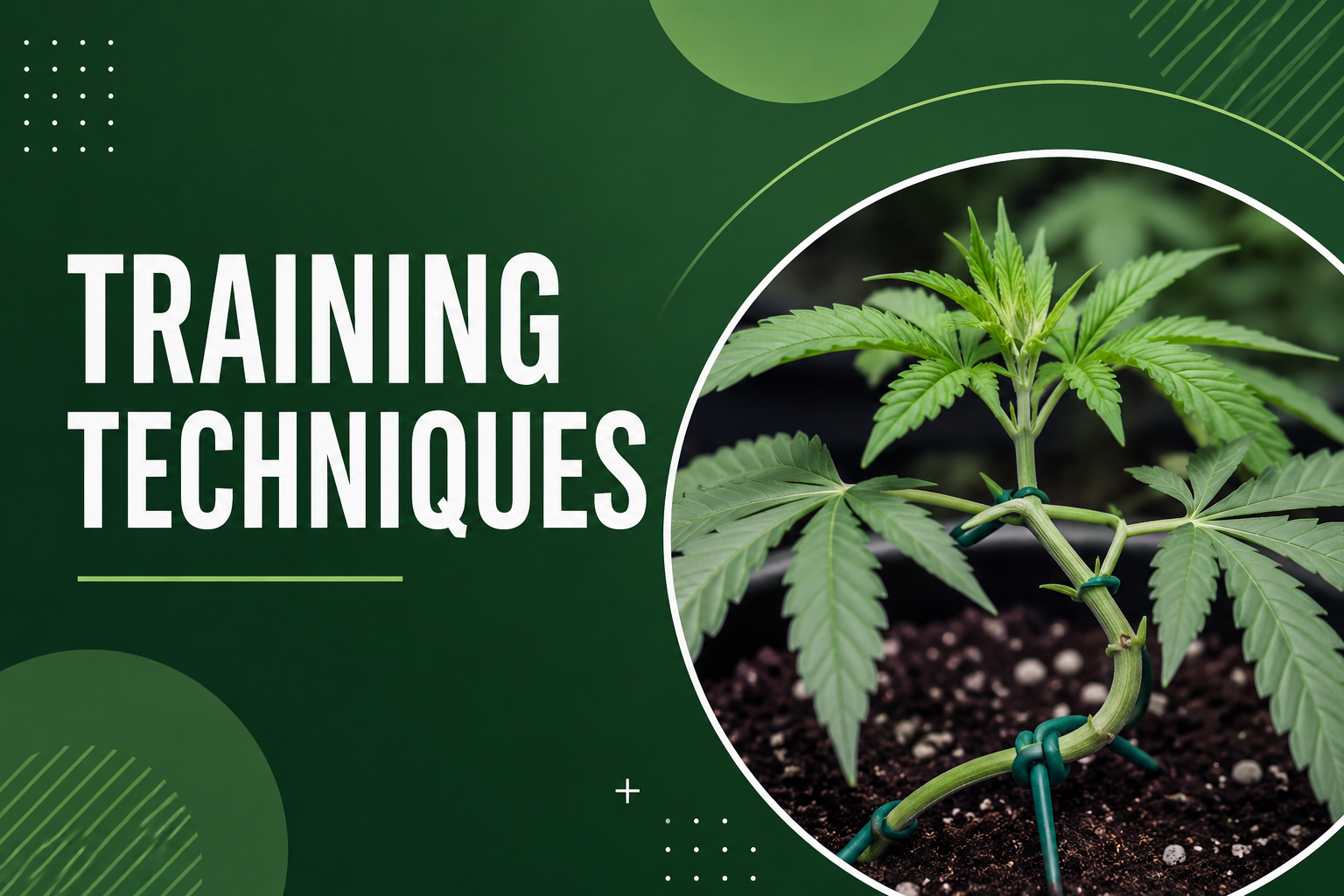 Cannabis Training Techniques: A Step-by-Step Cultivation Guide course thumbnail