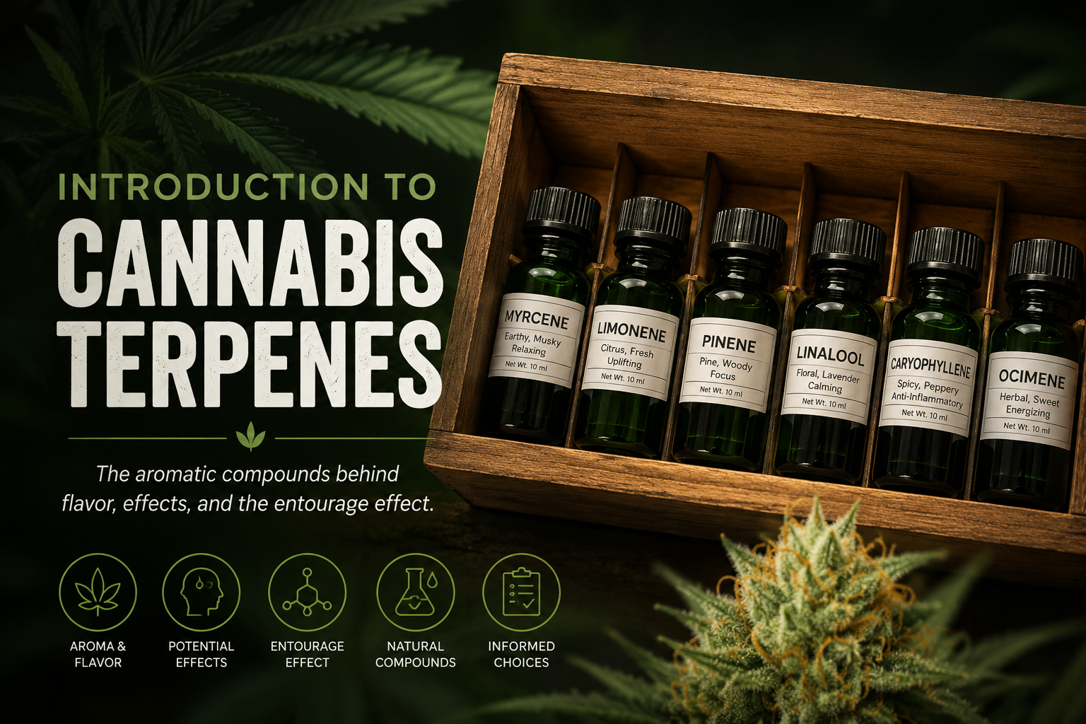 Introduction to Cannabis Terpenes: Understanding Aromas, Effects, and Cultivation course thumbnail