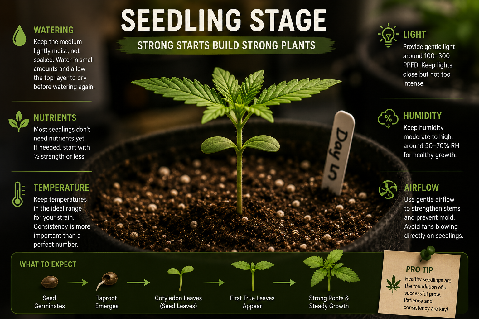 Understanding the Cannabis Seedling Stage course thumbnail