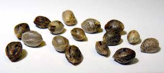 Seeds 101