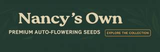 Nancys Own Premium Auto-flowering seeds
