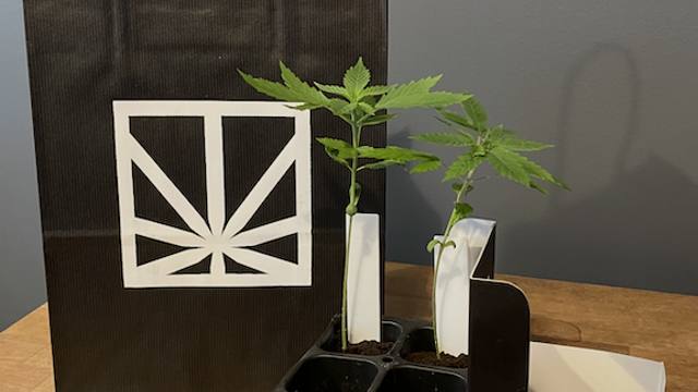 Introduction to Cannabis Clones course thumbnail