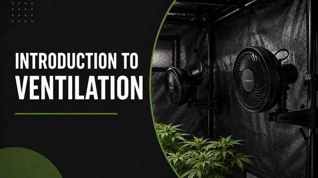 Introduction to Cannabis Ventilation course thumbnail