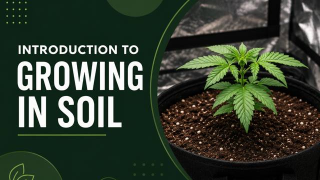 Introduction to Growing Cannabis in Soil course thumbnail