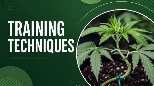 Cannabis Training Techniques: A Step-by-Step Cultivation Guide course thumbnail