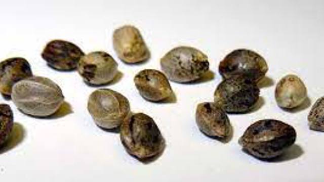 Seeds 101 course thumbnail